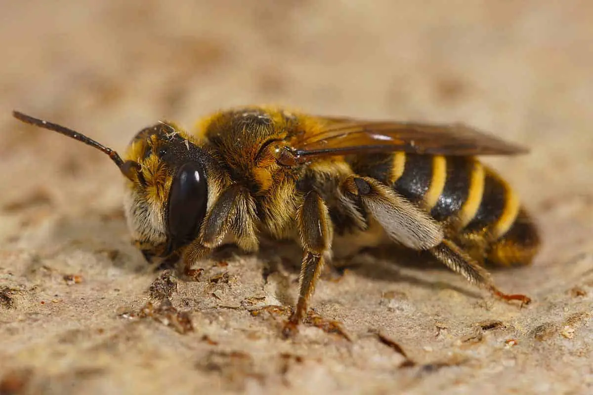 ground bee sting treatment