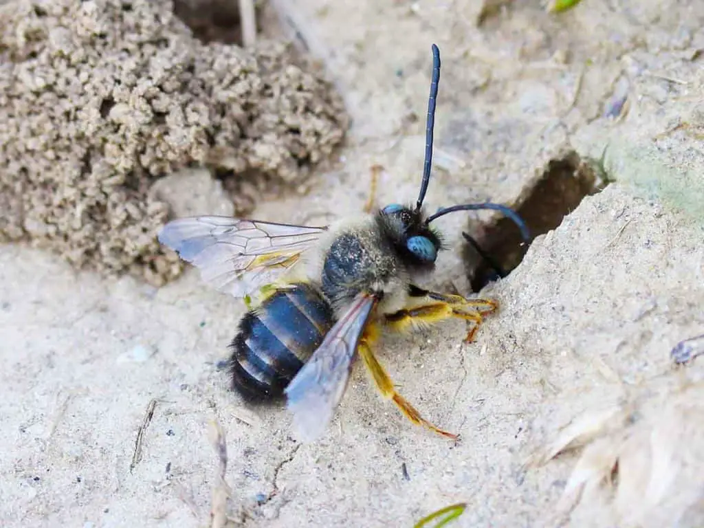 Wie man Bodenbienen mit Gas loswird