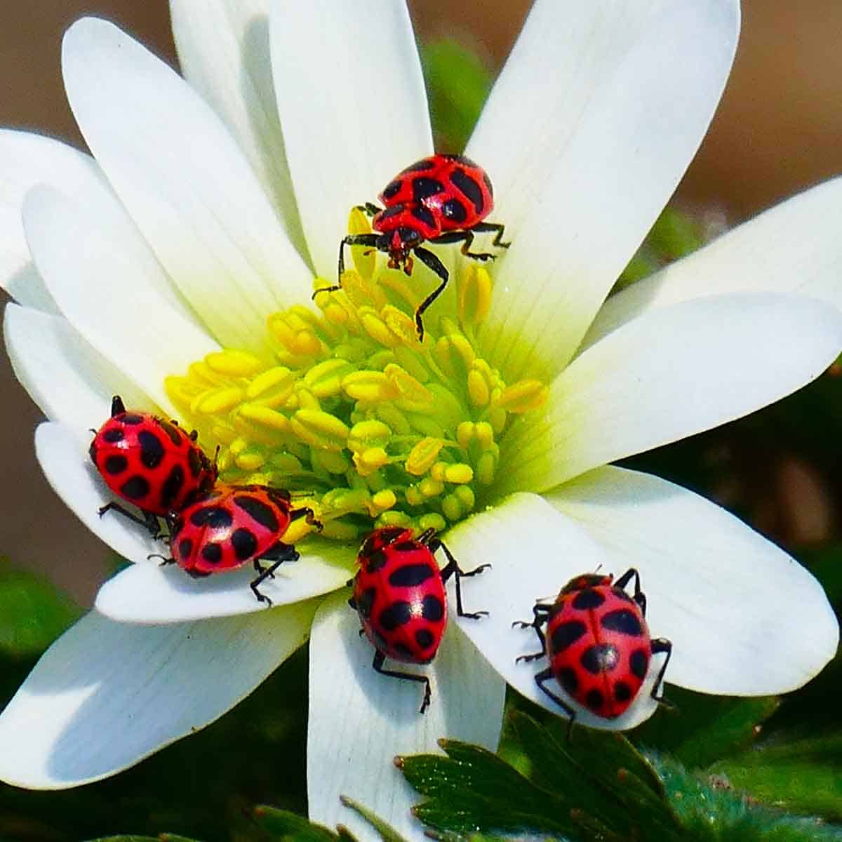 get-rid-of-ladybugs-10-simple-methods-architecture