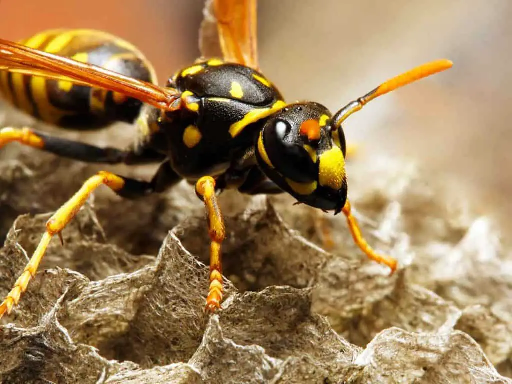 como livrar-se de amarelo casacos no chão rápida