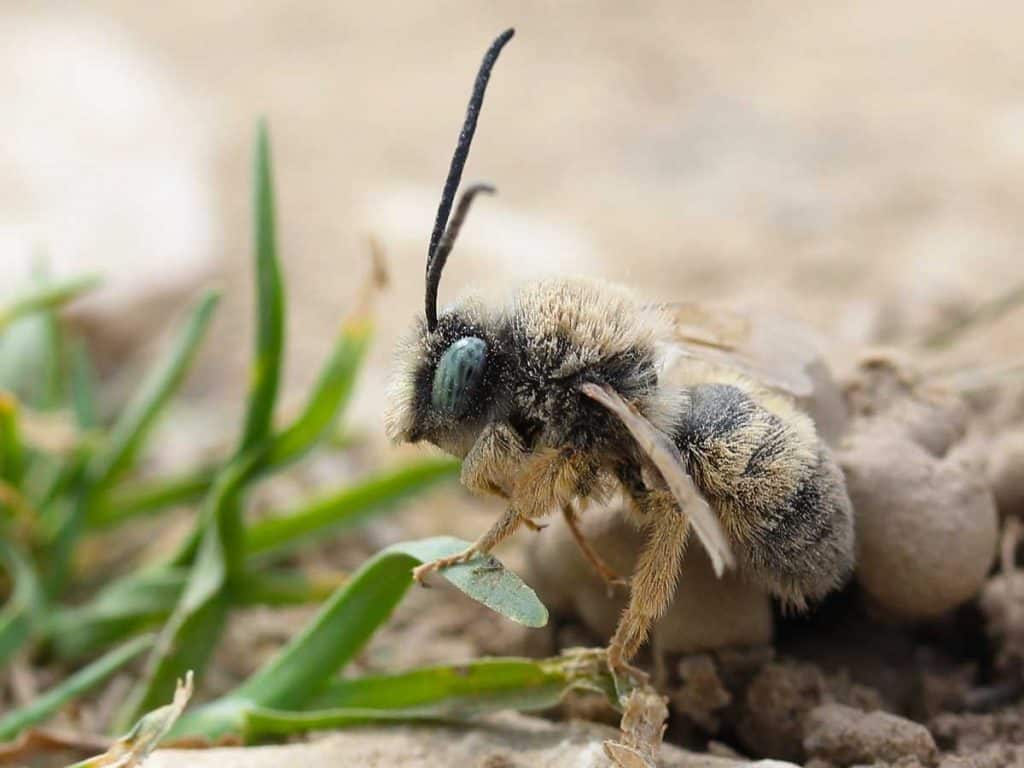 cómo matar abejas terrestres rápidamente