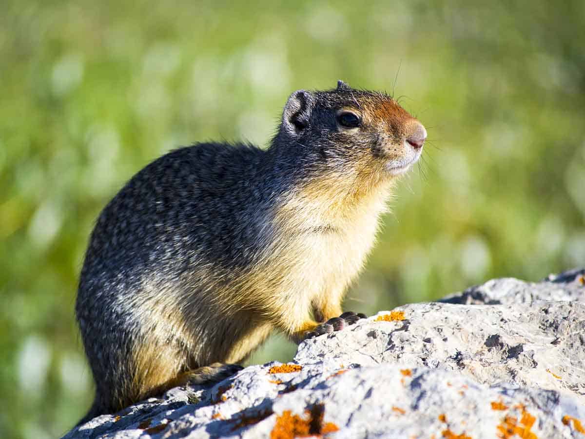 Get Rid of Groundhogs (10 Sure-Fire Ways) – Architecture