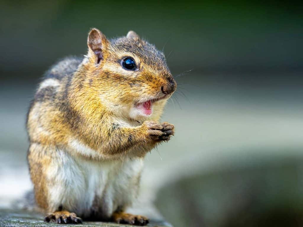 Get Rid of Chipmunks (5 Humane Ways) – Architecture