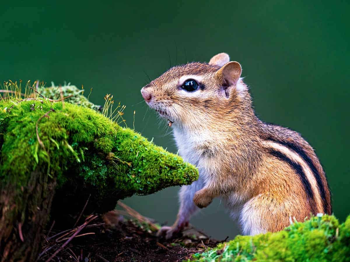 Get Rid of Chipmunks (5 Humane Ways) – Architecture