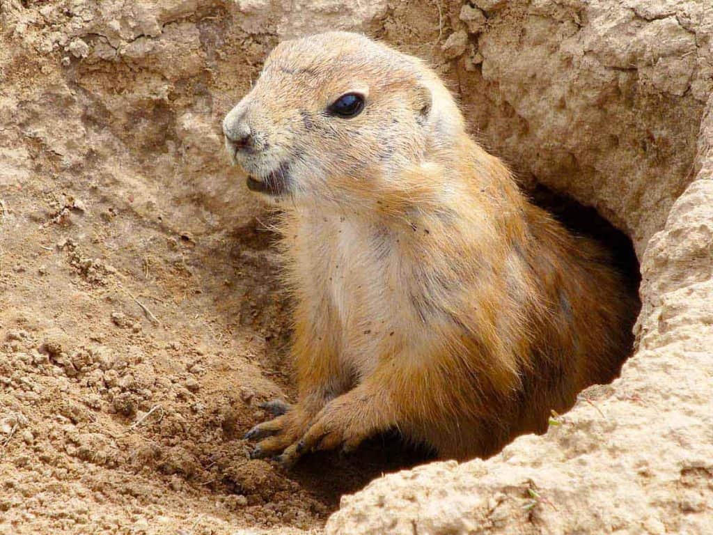 Get Rid of Groundhogs (10 Sure-Fire Ways) – Architecture