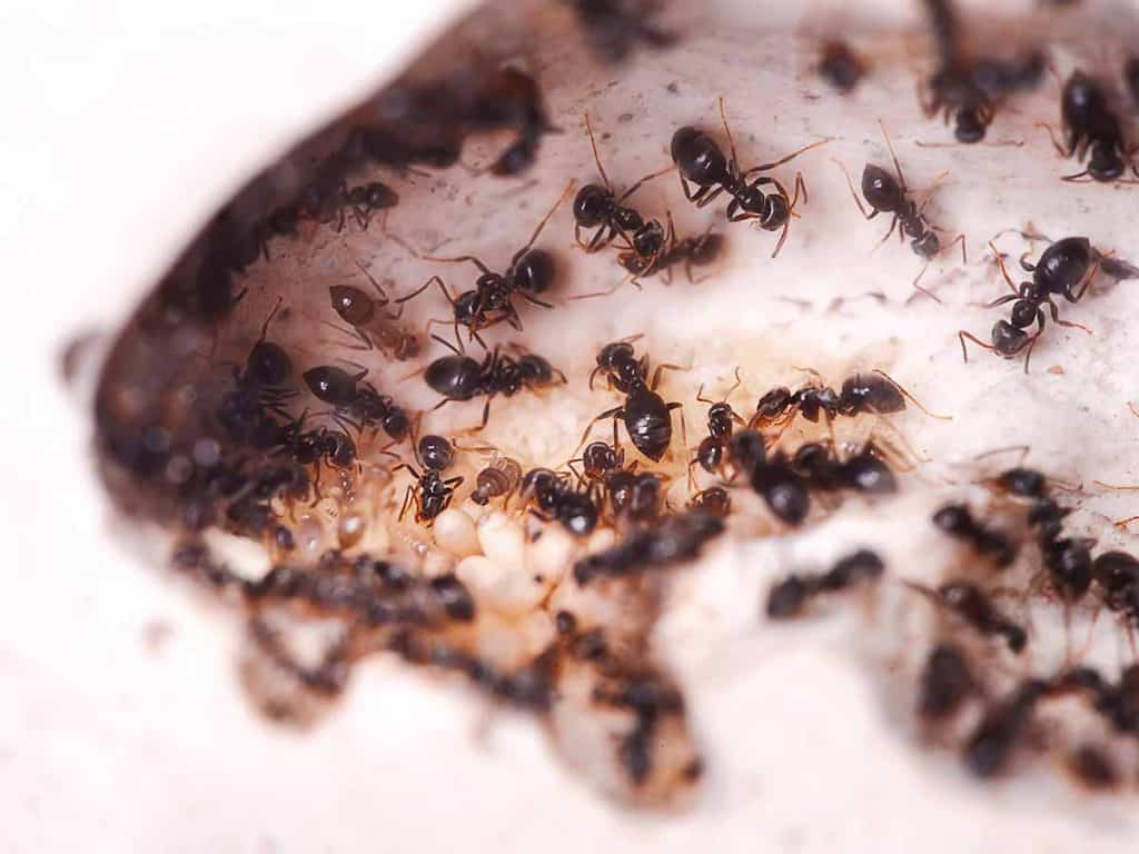 Sugar Ant Free Home Only These 2 Ways Work Architecture   How To Get Rid Of Sugar Ants 1024x768 