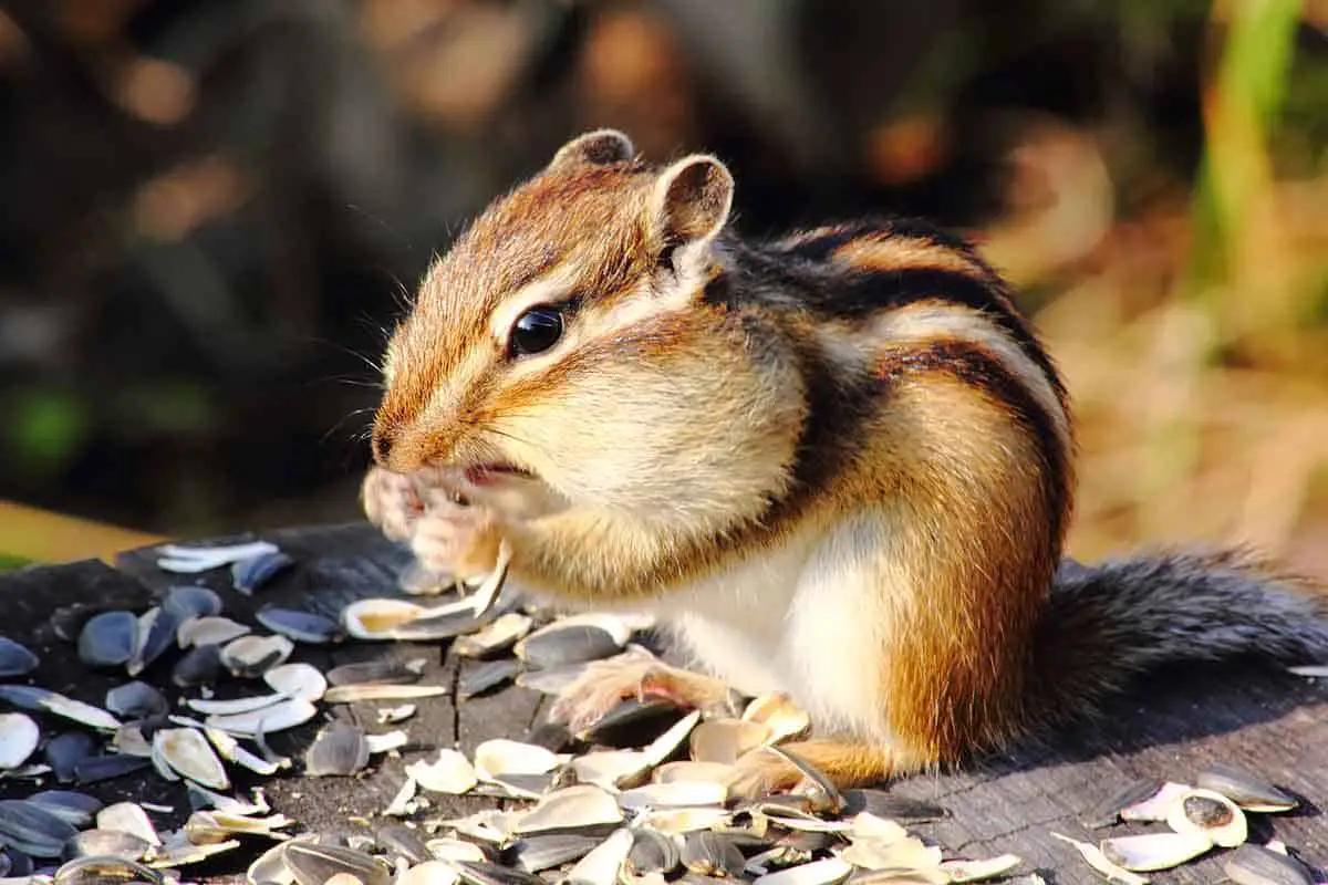 Get Rid of Chipmunks (5 Humane Ways) – Architecture