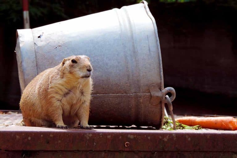 10 Sure-Fire Ways to Get Rid of Groundhogs - How To Get Rid Of A Groundhog Without Killing It