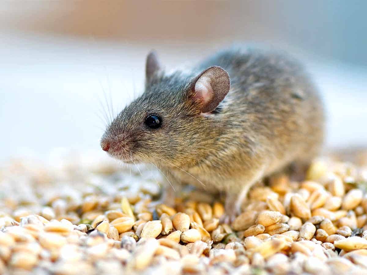 5 Best Mouse Poisons [2021 GUIDE] – Architecture